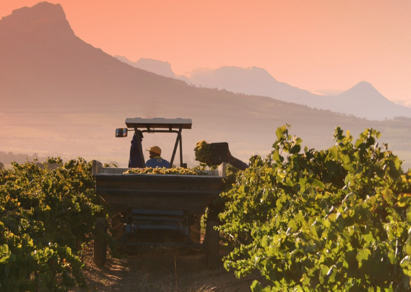 Cape Winelands Essence