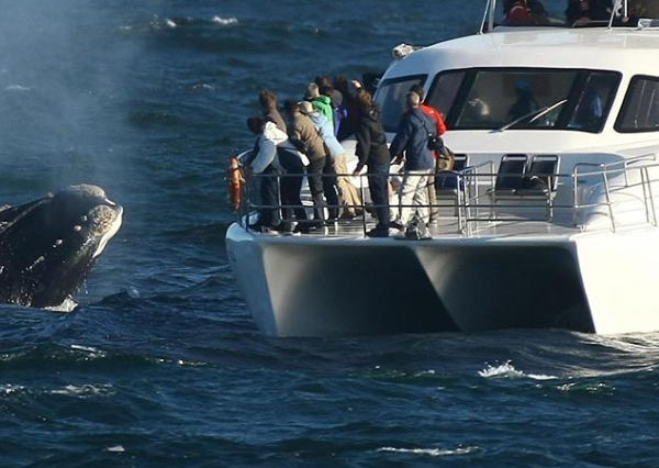 Hermanus Whale Tour
