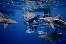 Shark Cage Dive Thrill